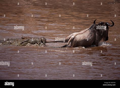 Nile Crocodile Crocodylus Niloticus Attacking A Wildebeest