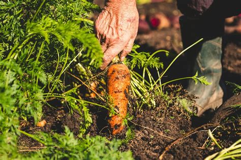 How To Grow Carrots From Seed To Harvest Growhappierplants