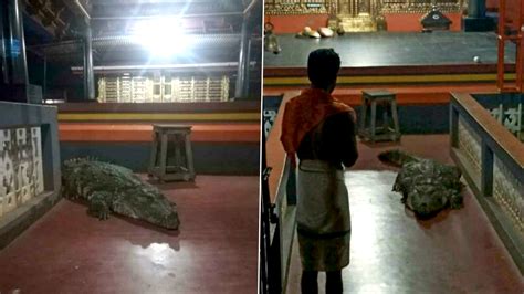 Holy Crocodile Babiya Enters Kerala S Ananthapura Lake Temple In