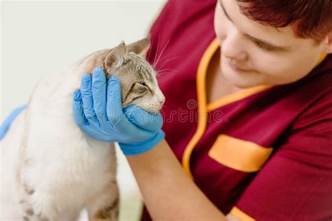 Veterin Rio Feliz Gato Foto De Stock Imagem De Gatinho 150596976