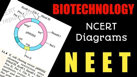 Biotechnology Class Ncert Diagrams Neet Neet Youtube