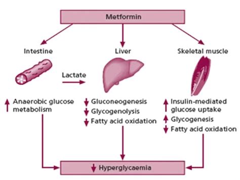 Mengenal Metformin Obat Diabetes Melitus Klinikrl