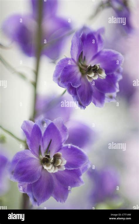 Delphinium Cultivar Delphinium Blue Stock Photo Alamy