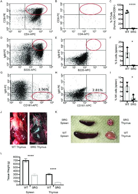 Immunophenotyping Of Thymocytes And Splenocytes In The Srg Rat A C Download Scientific