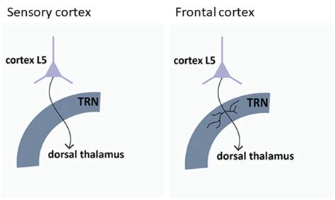 The Cortical L5 Thalamus Pathw [image] Eurekalert Science News Releases