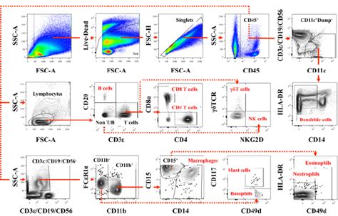 Flow Cytometric Gating Strategy For Broad Immune Phenotyping Example