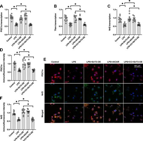 Mitochondrial Biogenesis Is Increased By Sirt Via The Ampk Pathway