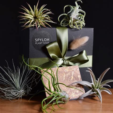 Air Plant Gift Gift Ideas For