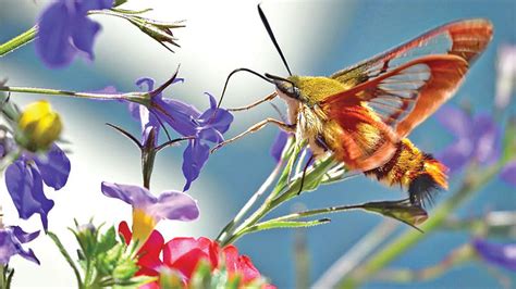 Hummingbird Moth Facts, Images & Species Info - Hummingbirds Plus