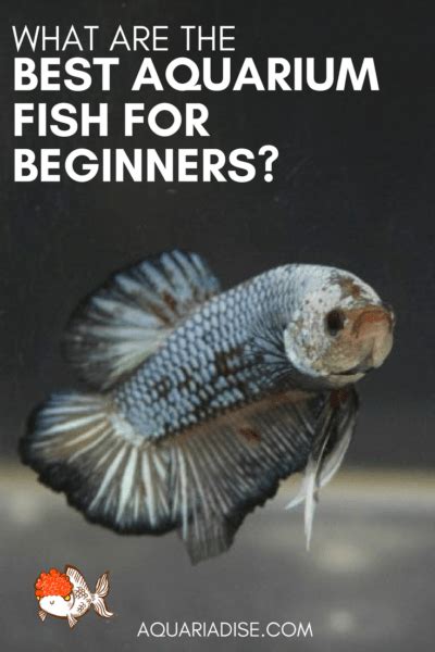 Aquariadise presents: the best beginner fish | Aquariadise