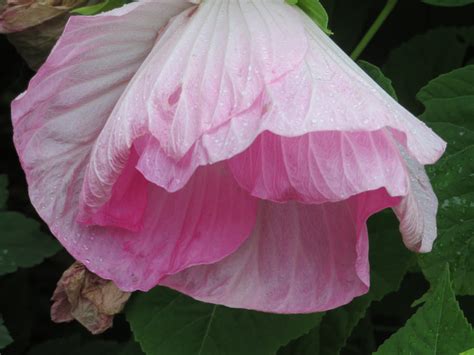 Luna Hibiscus After A Light Rainfall Hppt Luna Hibiscus Flickr