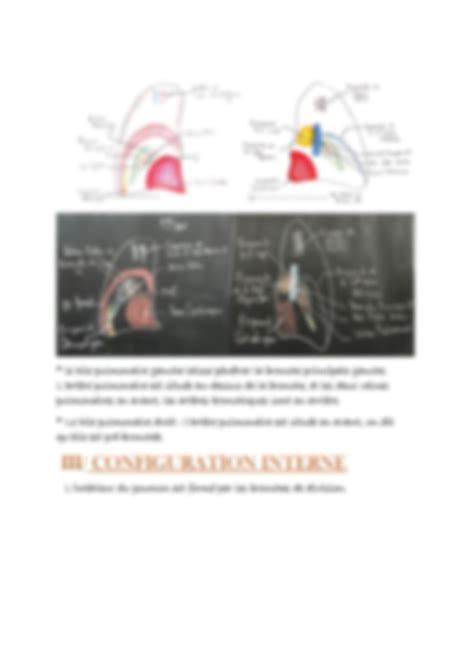 SOLUTION Anatomie Des Poumons Studypool