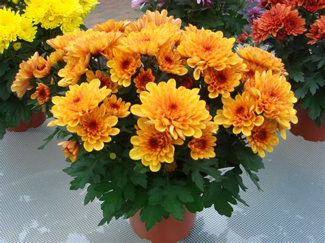 effects of chrysanthemum tea - Typesofflower.com | Хризантема ...