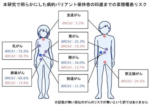 Brca12遺伝子検査の日本人集団の解析結果 広島大学病院乳腺外科ブログ ～広島の乳がん医療に取り組みます～