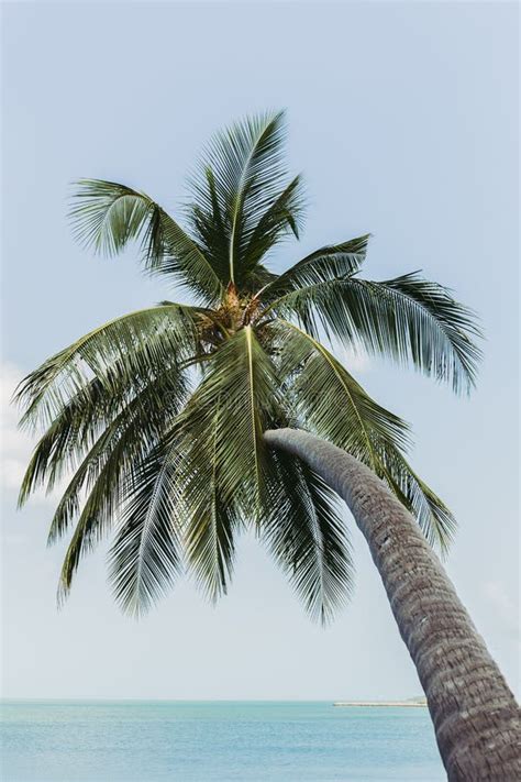 Single Coconut Palm Tree Bends Toward The Sea In Tropical Island Stock