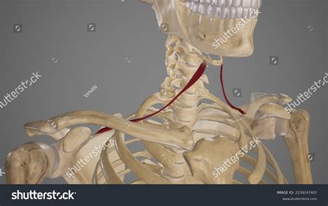 Anatomical Illustration Omohyoid Muscle3d Rendering Stock Illustration ...