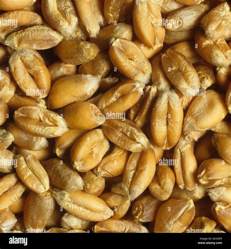 Wheat grain or seeds Stock Photo - Alamy