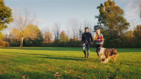 Premium stock video - Young carefree couple walking with a dog in the park 2