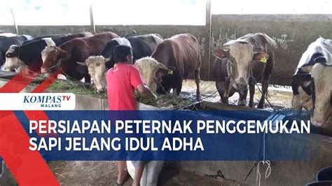 Persiapan Peternak Sapi Di Malang Jelang Idul Adha Kompas TV Vidio