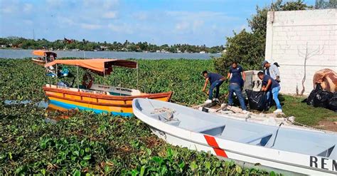 Hoy Tamaulipas Tamaulipas Retiran El Lirio Acuatico En El Rio Panuco