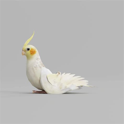 Cockatiel Parrot Bird - FlippedNormals