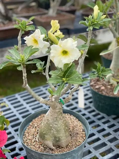 Como Cultivar Rosa Do Deserto Cores Diferentes