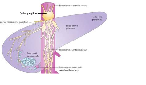 Easyhumanatomy Celiac Ganglion Easy And Brief Discussion