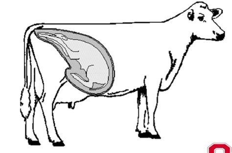 Bovine Obstetrics Flashcards Quizlet