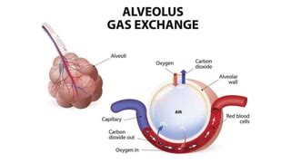 Fisiologia Respiratoria Introduccion Pptx