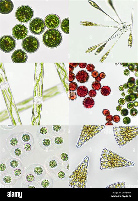 Microalgae Under Microscopic View Green Algae Cyanobacteria