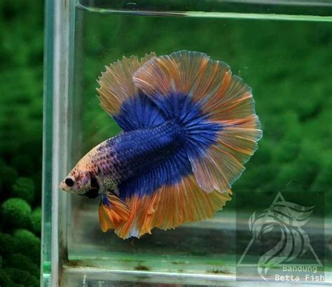 An Orange And Blue Siamese Fish In A Tank