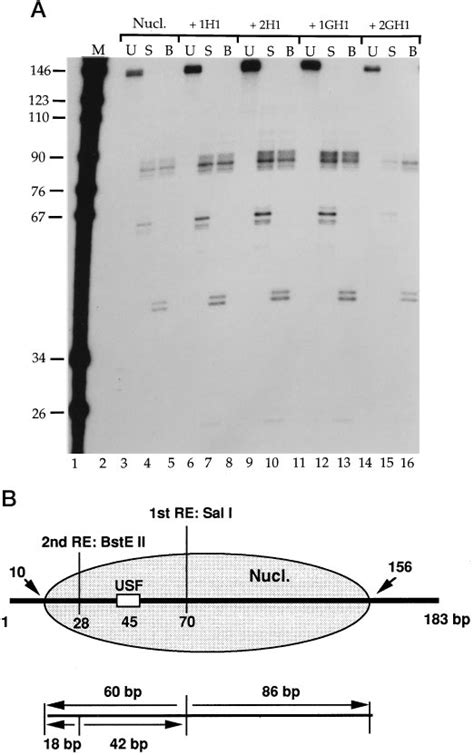 Restriction Endonuclease Mapping Of Nucleosome Positions A