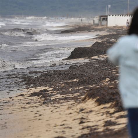 Marée noire en Méditerranée : "Une dizaine de kilomètres" de plage