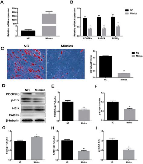 Ijms Free Full Text Pdgfrα Regulated By Mir 34a And Foxo1 Promotes