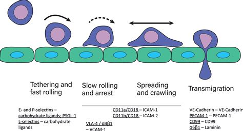 Frontiers β2 Integrins Regulatory and Executive Bridges in the