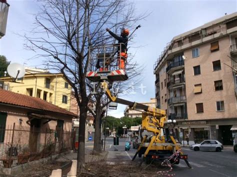 Albenga Proseguono Gli Interventi Di Potatura In Via Piave Ivg It