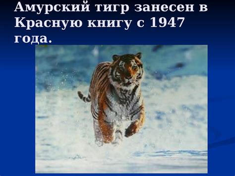 Амурский тигр - презентация онлайн