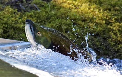 Steelhead Vs Salmon Whats The Difference