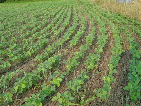 Rolling Cover Crops - Practical Farmers of Iowa