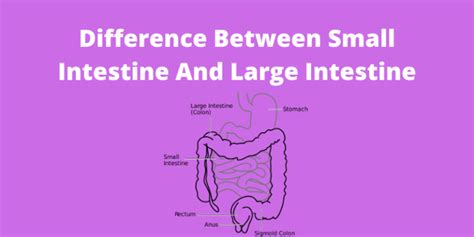 Difference Between Small Intestine And Large Intestine