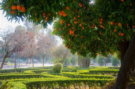 Деревья в Испании - фото и картинки: 60 штук