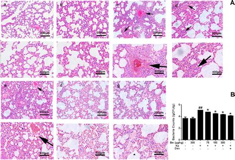 Frontiers Bergenin Monohydrate Attenuates Inflammatory Response Via