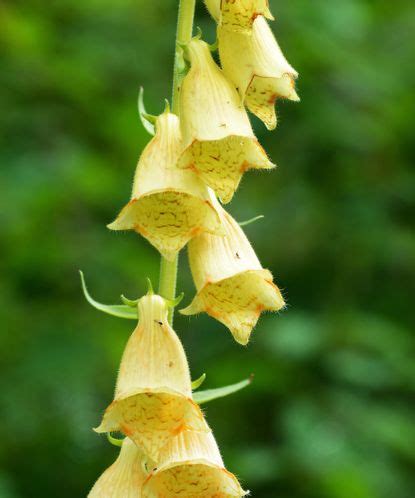 Foxglove varieties: 16 options for summer borders | Gardeningetc