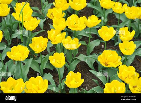 Yellow Dwarf Peony Flowered Double Early Tulips Tulipa Yellow Baby