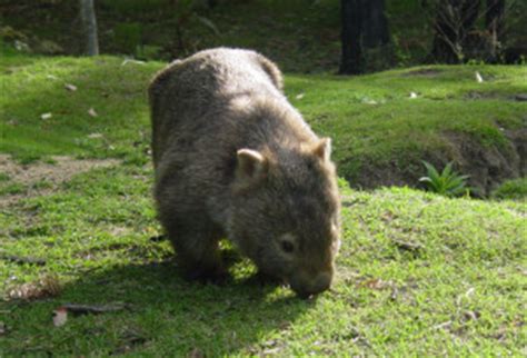 Weird Wombat Facts | Bare-nosed Wombats | Wombats Poop Cubes