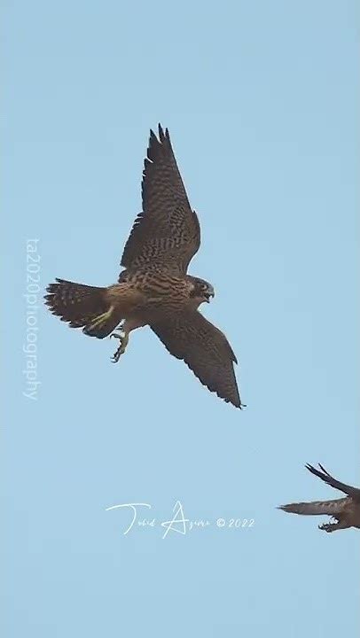 Juvenile Peregrine Falcons Siblings Play Fighting Youtube