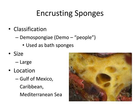 PPT - Introduction to Sponges PowerPoint Presentation, free download - ID:2017462