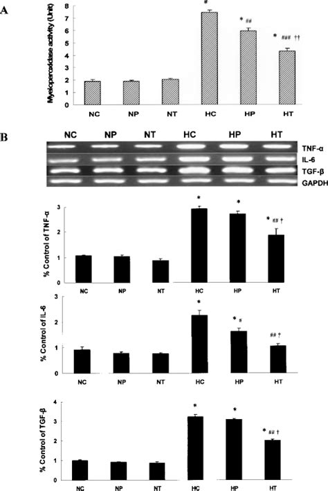 Expression Of α Smooth Muscle Actin Sma And Level Of Collagen In The