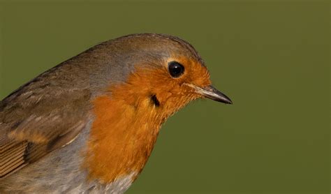 Robin Tony Simpkins Flickr