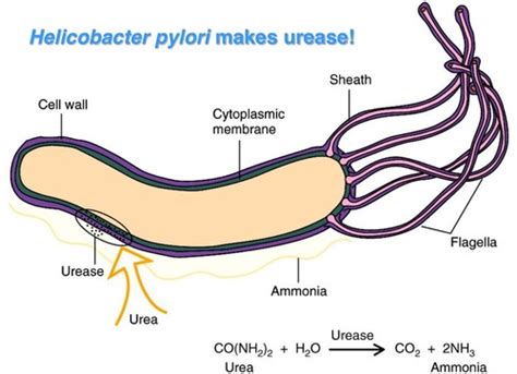 Helicobacter Pylori Gastritis Flashcards Quizlet